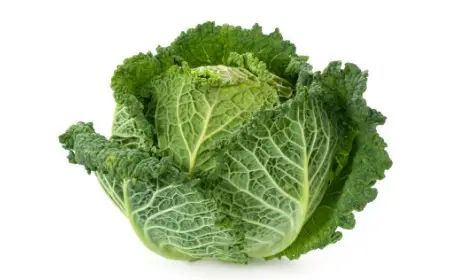 Chou Vert